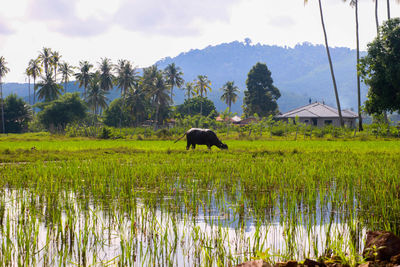 Sheep on field by lake against sky