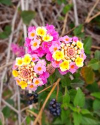 flowering plant