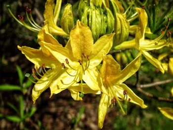 Close-up of yellow flowering plant