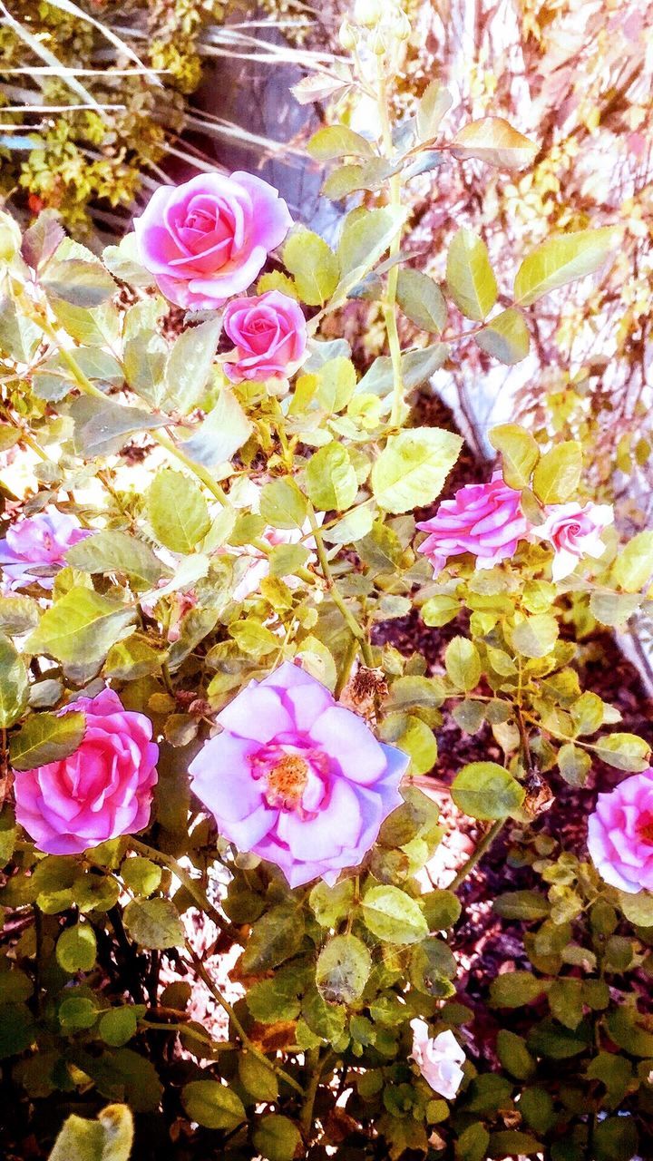 plant, flower, flowering plant, beauty in nature, pink color, petal, freshness, fragility, vulnerability, nature, close-up, inflorescence, growth, flower head, no people, high angle view, day, rose, outdoors, rose - flower, springtime, purple