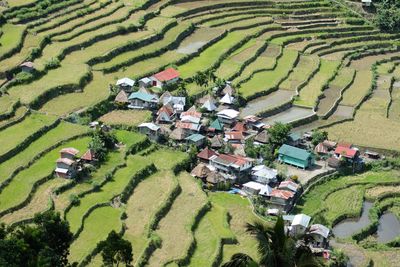 High angle view of agricultural field