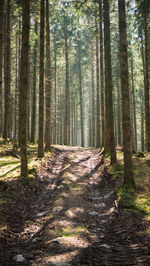 Pine trees in forest