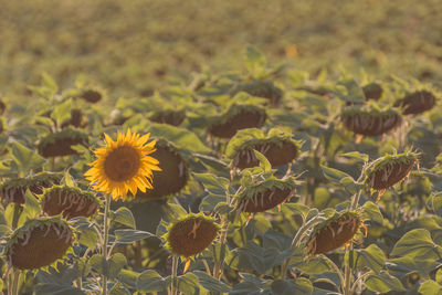 Close-up of sunflowers blooming on field