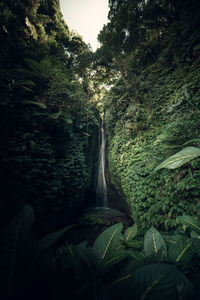 Scenic view of forest