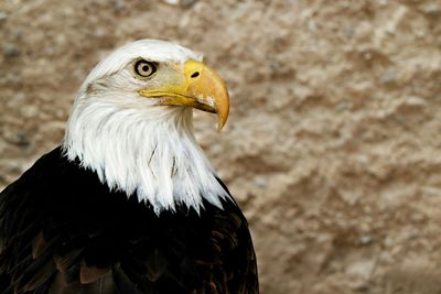 Close-up of a bird