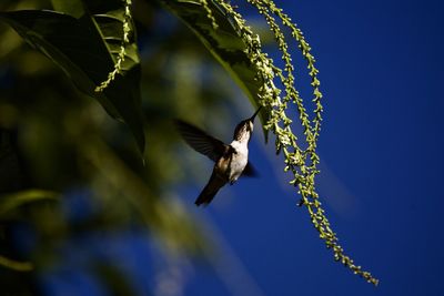 Low angle view of bird flying