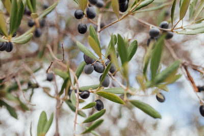 Close-up of olive tree