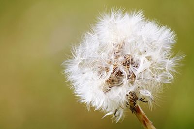 Close-up of white dandelion flower