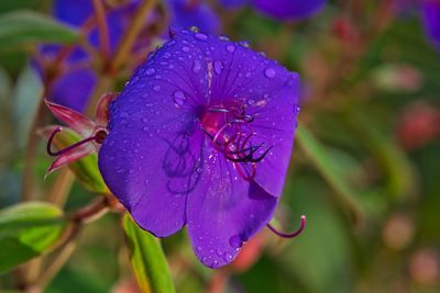 Close-up of wet purple flower