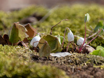 Close-up of leaves on field