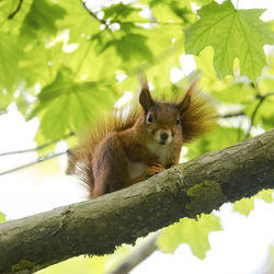 Squirrel is looking through leafes