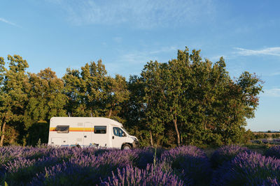 Motor home parked on edge of lavender field in summer