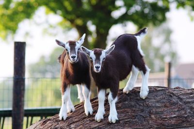 View of two little goats