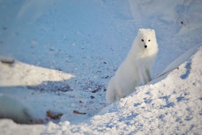 Arctic fox on snow covered land