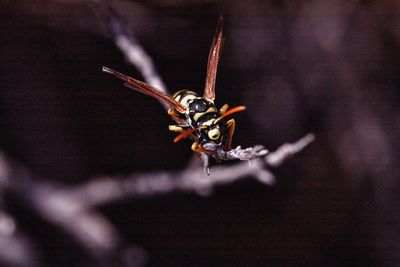 Close-up of insect