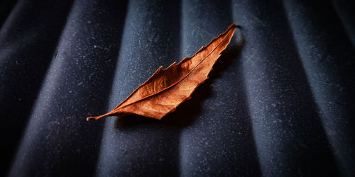 Close-up of dry maple leaf on sidewalk