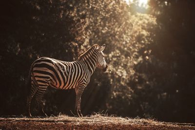 Zebra standing on field