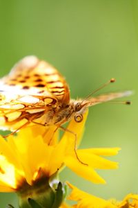 Close-up of insect pollinating on yellow flower