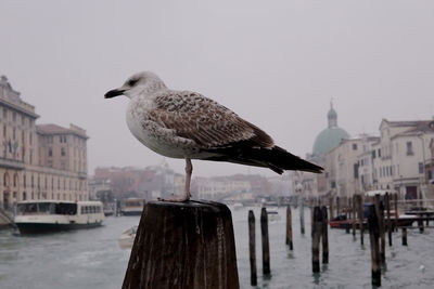 Bird perching on wooden post against sky