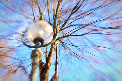 Low angle view of flower tree against blue sky