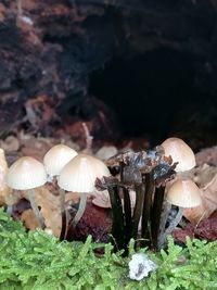 Close-up of mushrooms growing on land