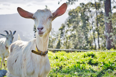 Portrait of a goat on field