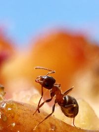 Close-up of insect