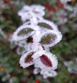 Close-up of frozen plant during winter