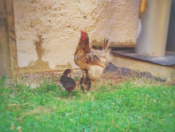 View of a bird on grass