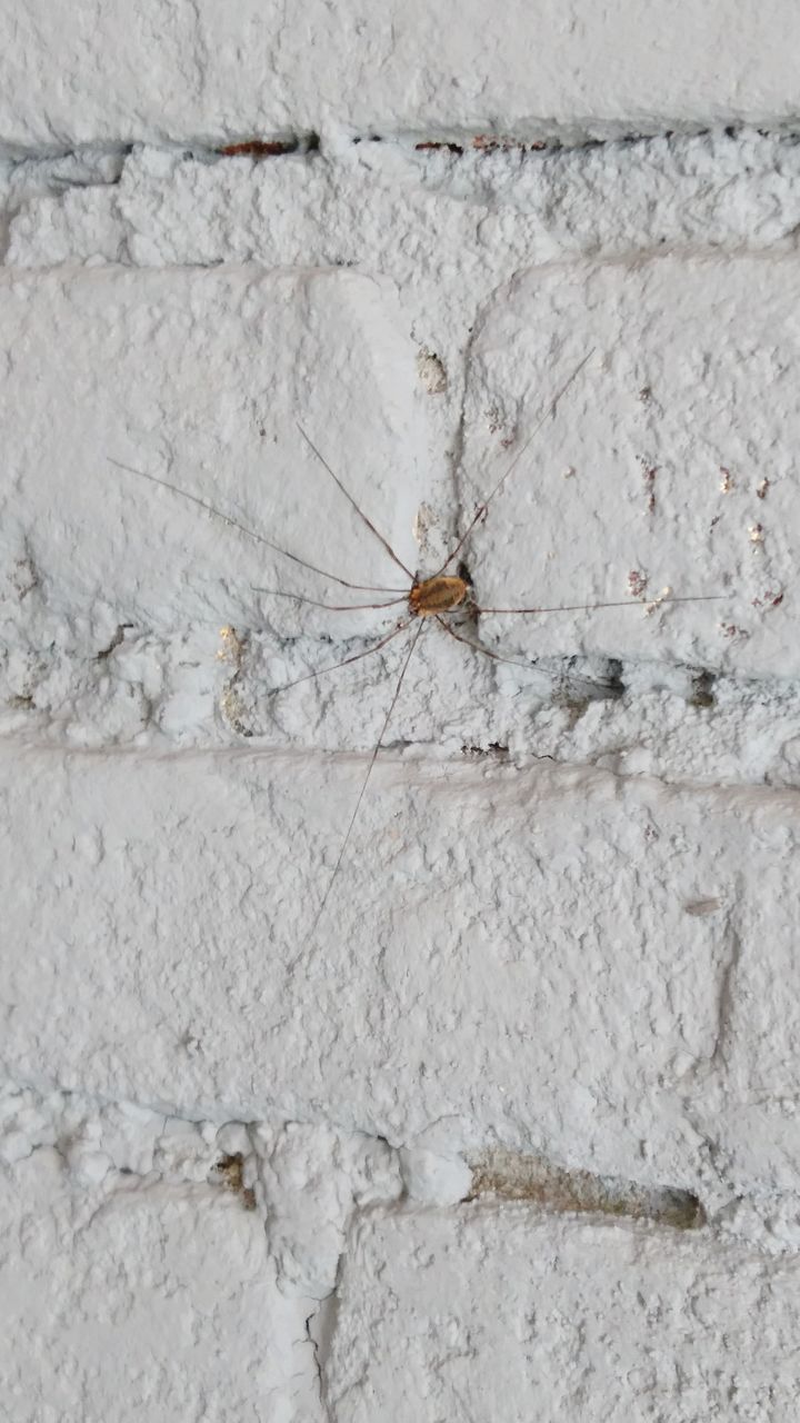 SPIDER ON WALL