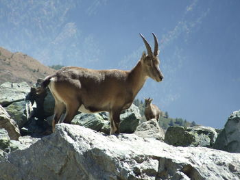 Ibex at the col bouchet, queyras