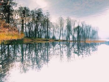 Reflection of trees in lake