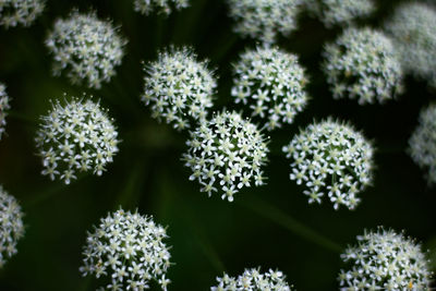 Close-up of flowering plant