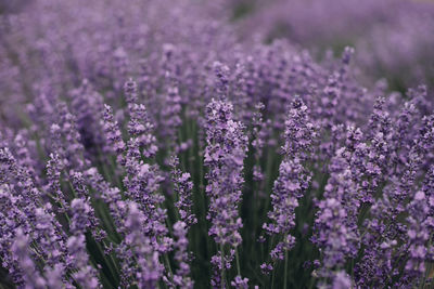 Close-up of purple flowering plants on field