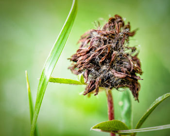 Close-up of insect on plant