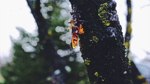 Close-up of insect on tree trunk