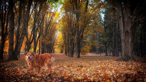 Portrait of dog in forest during autumn