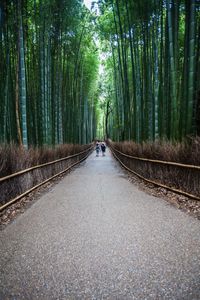 Rear view of people walking on walkway amidst bamboo grove