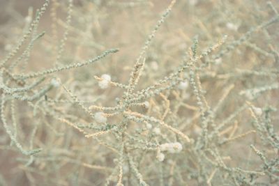 Close up of water drops on plant