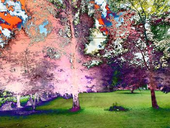 Purple flowering plants in park