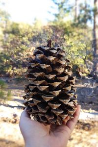 Close-up of hand holding pine cone