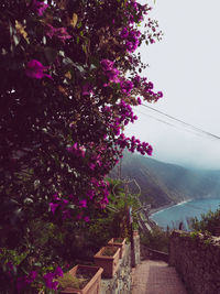 Purple flowering plants against sky