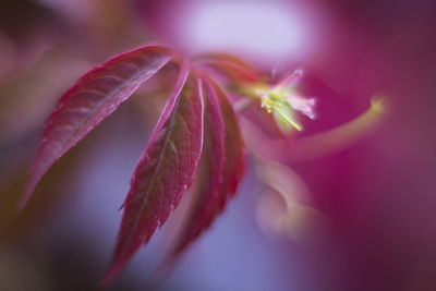 Close-up of pink flower