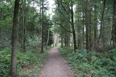 Dirt road amidst trees in forest