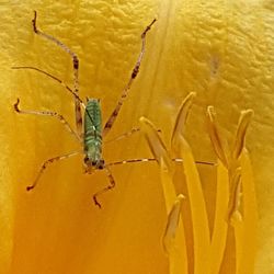 Close-up of insect on wall