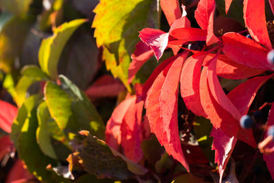Close-up of red flowering plant