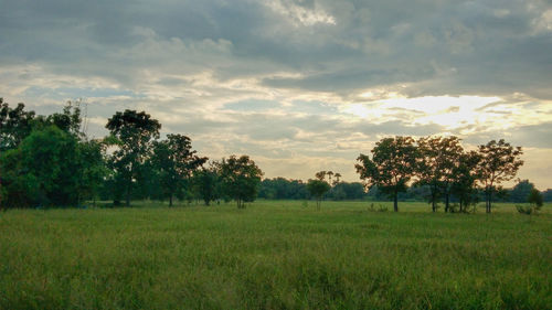 Trees on field against sky