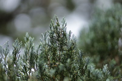 Close-up of pine tree during winter
