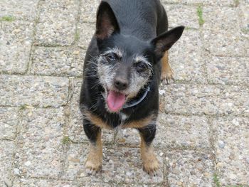 Portrait of dog standing outdoors