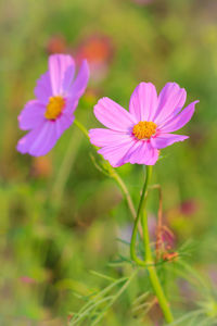 Close-up of cosmos flowers blooming outdoors